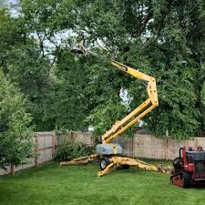Best Lawn Disease Treatment  in Biola, CA
