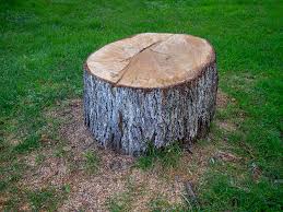Best Tree Risk Assessment  in Biola, CA