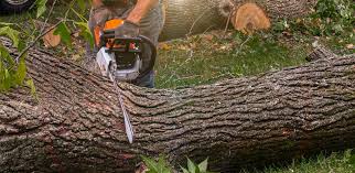 Best Lawn Watering Services  in Biola, CA