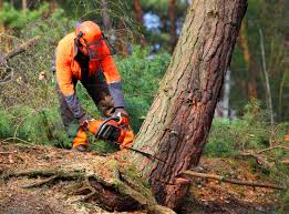 How Our Tree Care Process Works  in  Biola, CA