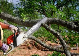 Best Tree and Shrub Care  in Biola, CA