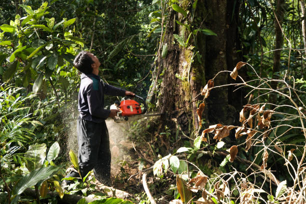 Reliable Biola, CA Tree Removal Solutions
