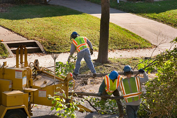 Best Tree Preservation Services  in Biola, CA