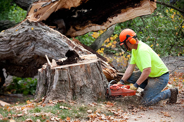 Best Lot and Land Clearing  in Biola, CA