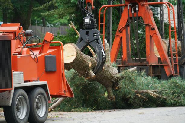 Seasonal Cleanup (Spring/Fall) in Biola, CA