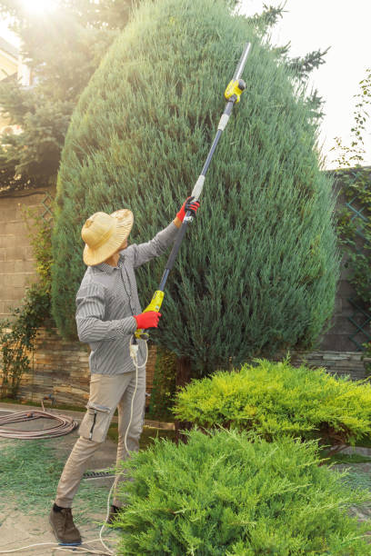 Best Utility Line Clearance  in Biola, CA