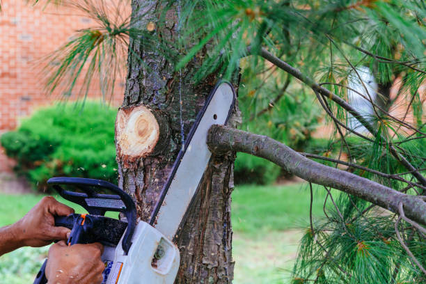 Best Arborist Consultation Services  in Biola, CA